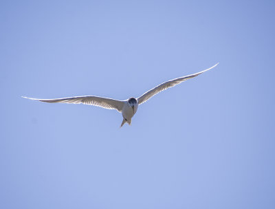 DSC_6586.jpg