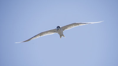 DSC_6587.jpg