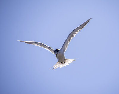 DSC_6588.jpg