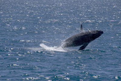 whales_of_moreton_bay