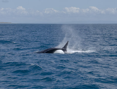 Whale watching with EyeSpy Sepember 2020