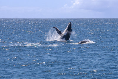 whales_of_moreton_bay