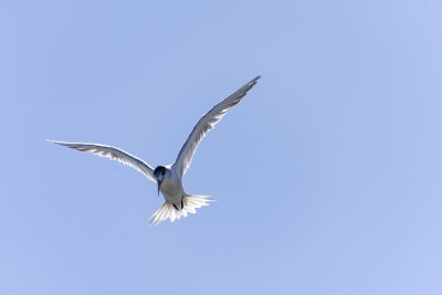 DSC_6588.jpg11.jpg