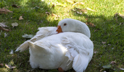 DSC_9676.jpg