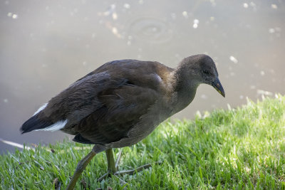 DSC_9679.jpg