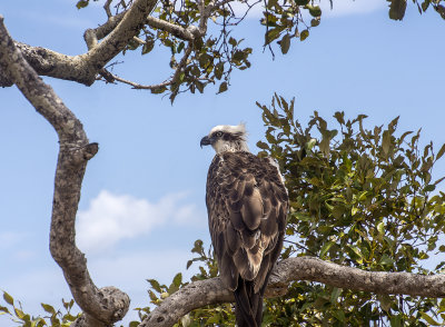 ospreys_and_others_point_vernon_hervey_bay