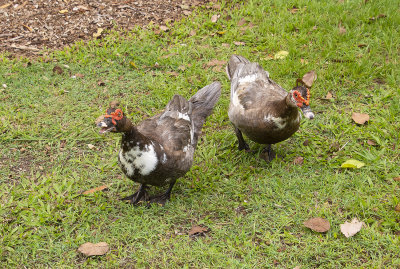 DSC_1357.jpg