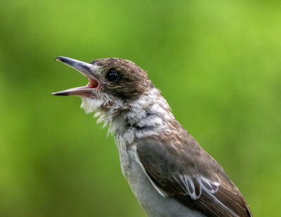 2021_birds_in_our_yard