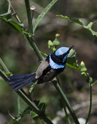 DSC_8493.jpg