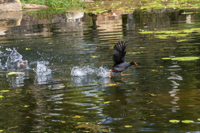 DSC_2752.jpg