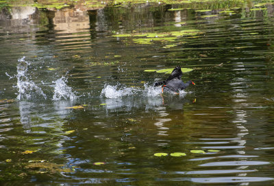DSC_2753.jpg