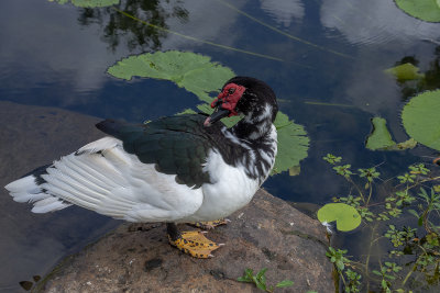 DSC_2776.jpg