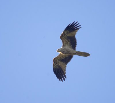 DSC_4071.jpg