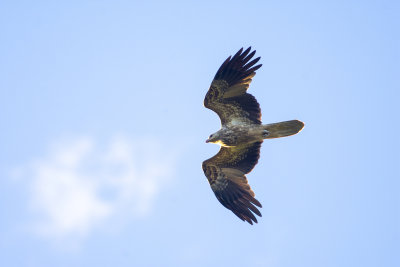 DSC_4074.jpg