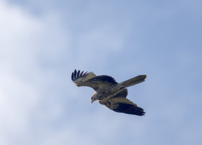 DSC_4075.jpg