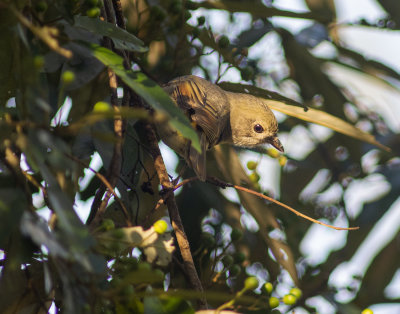 DSC_5113.jpg