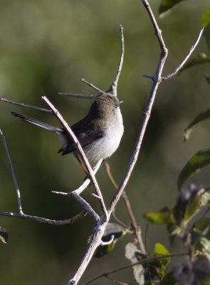 DSC_4850.jpg