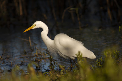 DSC_5202.jpg