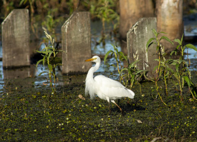 DSC_5212.jpg