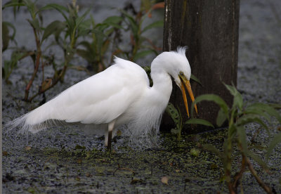 DSC_7068.jpg