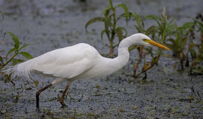 DSC_7072.jpg