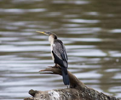DSC_7174.jpg