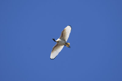 DSC_8544.jpg