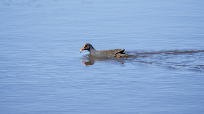 DSC_8548.jpg