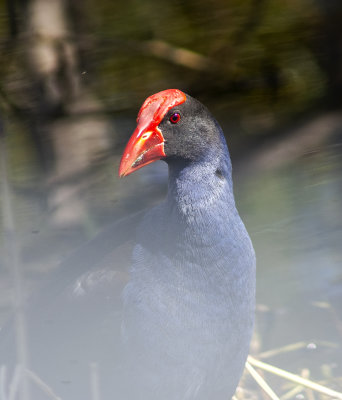 DSC_8557.jpg