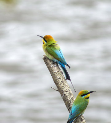 DSC_0487.jpg