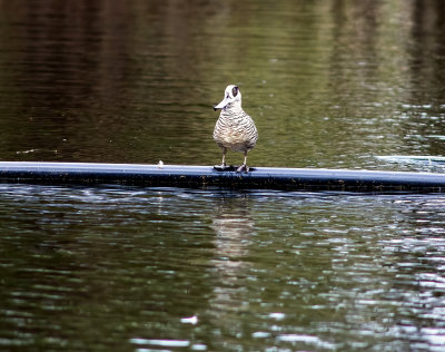 DSC_9611.jpg