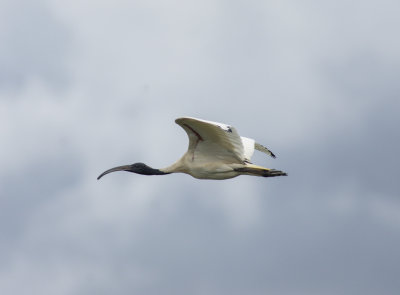 DSC_9699.jpg