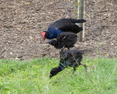 DSC_5126.jpg