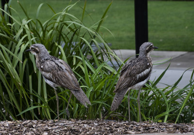 DSC_2260.jpg