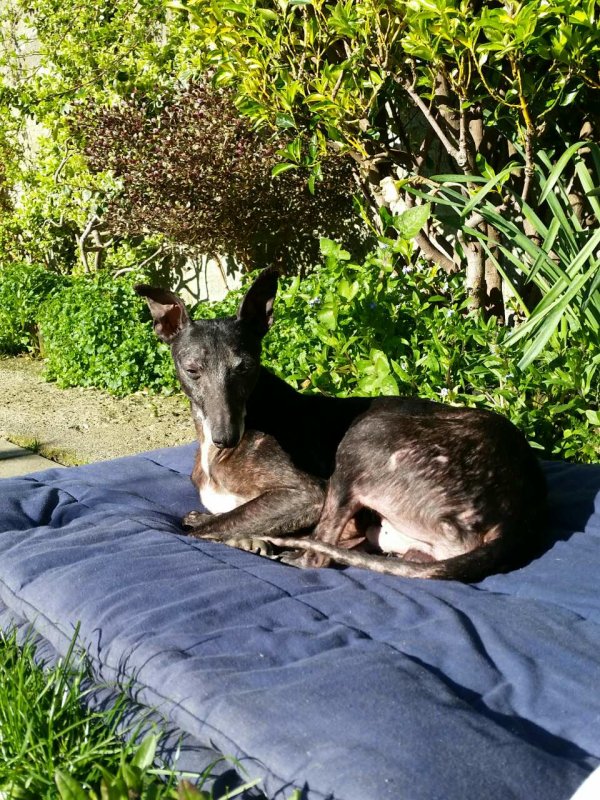 Arlo Jenkins first day with us. He loved the sun so much.
