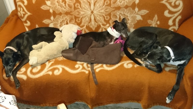 Fia, Arlo, and Shadow