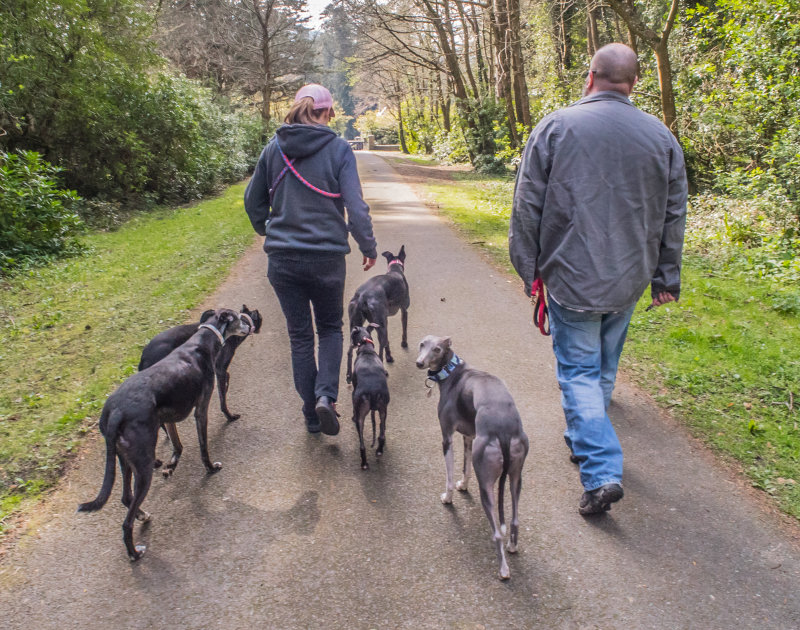Angela, Ray and hounds, Powerscourt