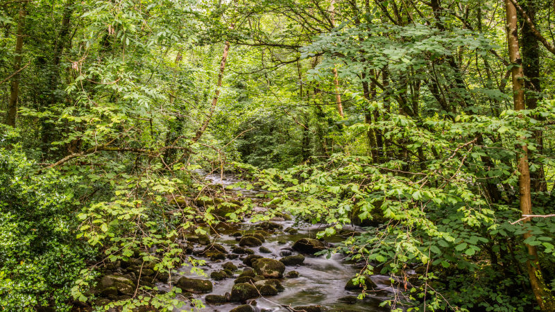 Knocksink Wood, Enniskerry, Ireland
