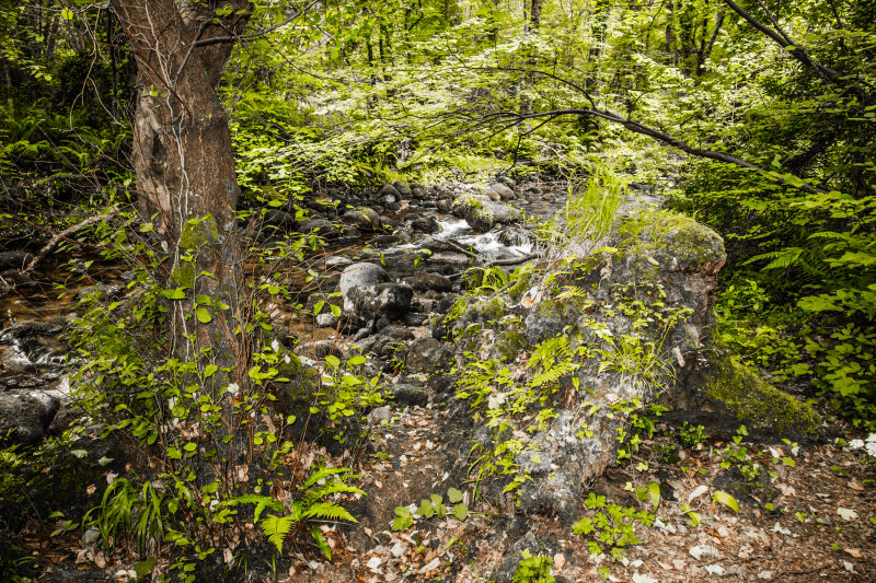 Knocksink Wood, Enniskerry, Ireland