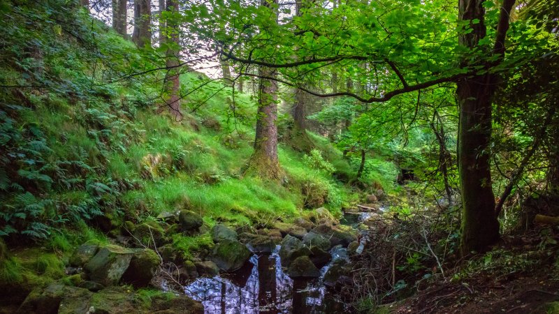 Saturated Irish Woods, German Memorial Cemetary, Glen Cree, Irelad