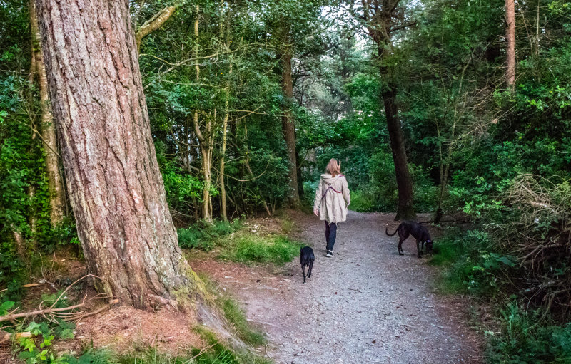 Kindlestown Woods, Wicklow, Ireland