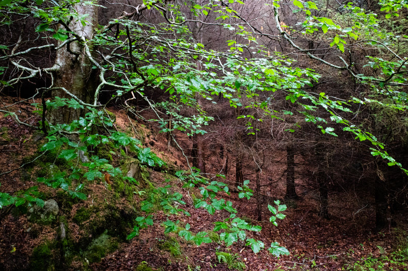 Wood, Glencree, County Wicklow, Ireland