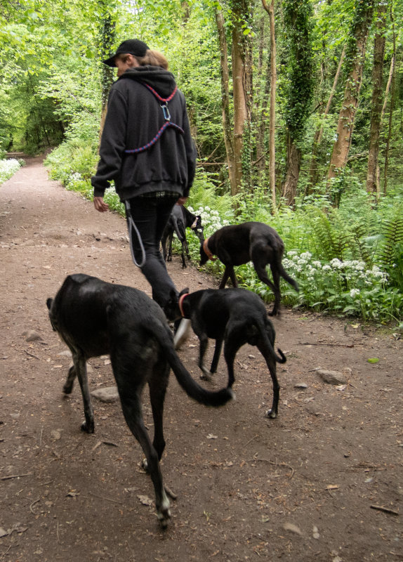 Angela with the hounds in Knocksink, Enniskerry, IRELAND