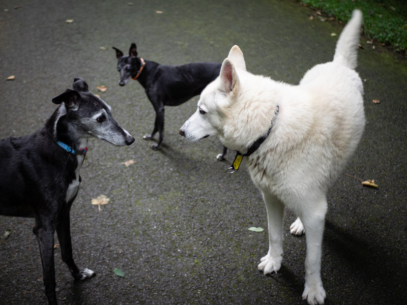 Arlo, Shadow and the Alsation