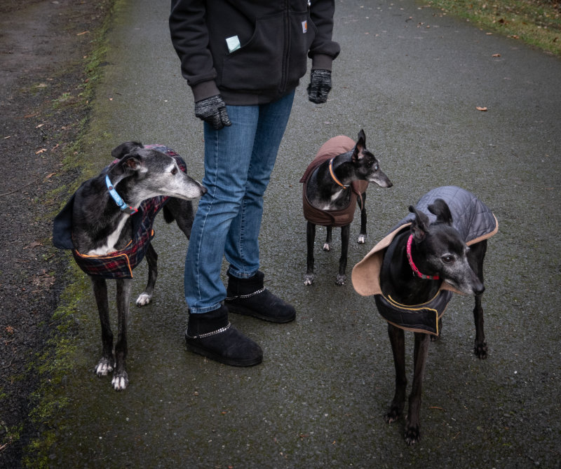 Arlo, Shadow, Fia and Angela