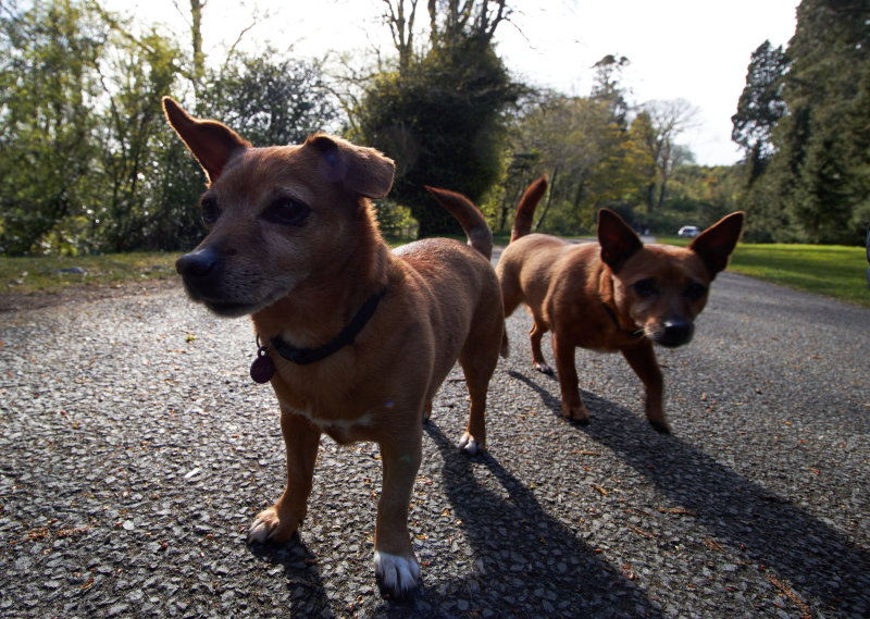 Sebs lil terriers