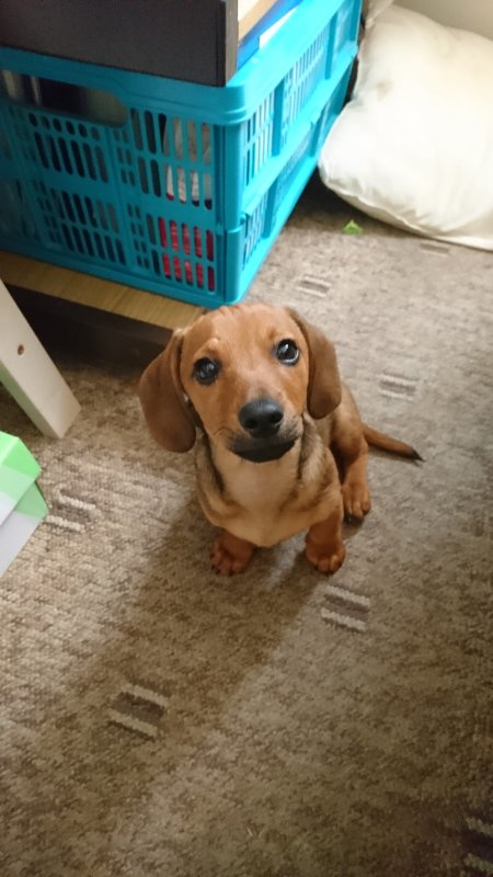 Dieter The Dachshund Puppy