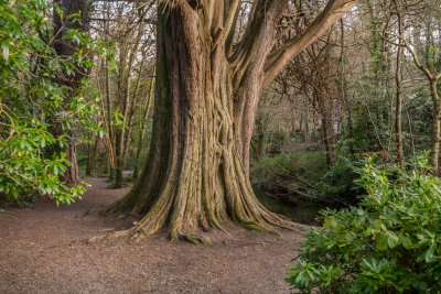 Tree by Dargle River, Powerscourt, Enniskerry, Ireland