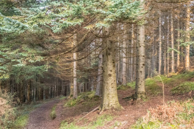 Fir Forest, Kindlestown Wood, Ballydonah, Wicklow, Ireland