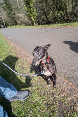 My foot, our blind whippet